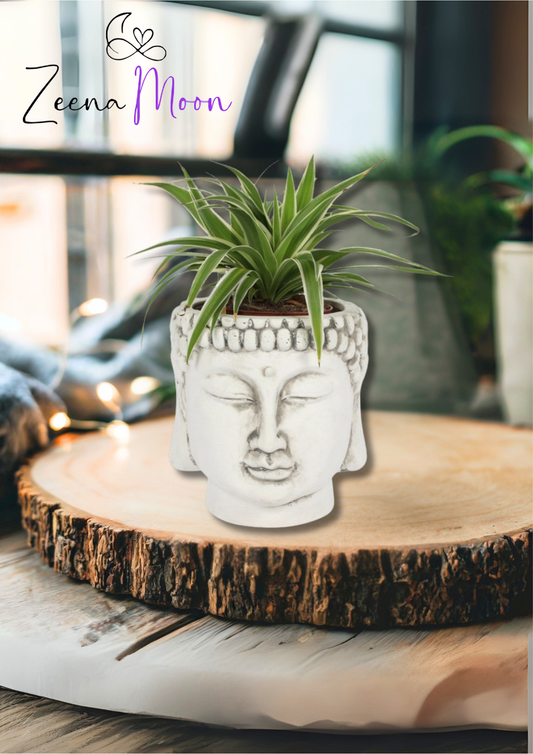 White Terracotta Buddha Head Planter
